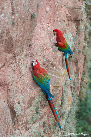 Red-and-green macaw (Ara chloropterus), Mato Grosso do Sul, Braz