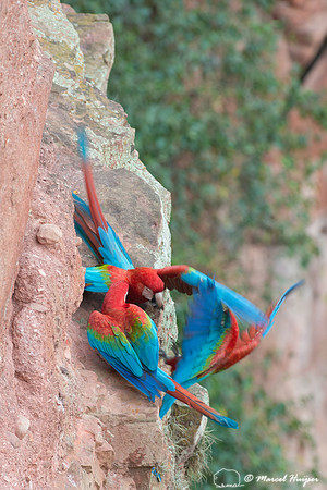 Red-and-green macaw (Ara chloropterus), Mato Grosso do Sul, Braz