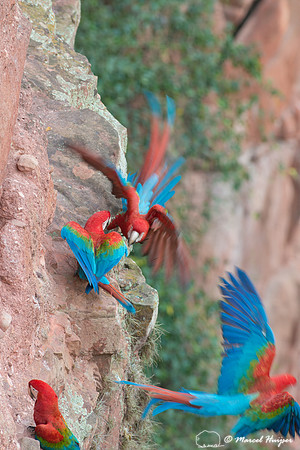 Red-and-green macaw (Ara chloropterus), Mato Grosso do Sul, Braz
