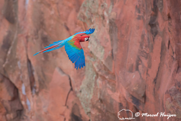 Red-and-green macaw (Ara chloropterus), Mato Grosso do Sul, Braz