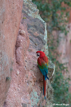 Red-and-green macaw (Ara chloropterus), Mato Grosso do Sul, Braz