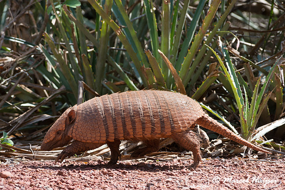Six-banded armadillo (Euphractus sexcinctus), Mato Grosso do Sul