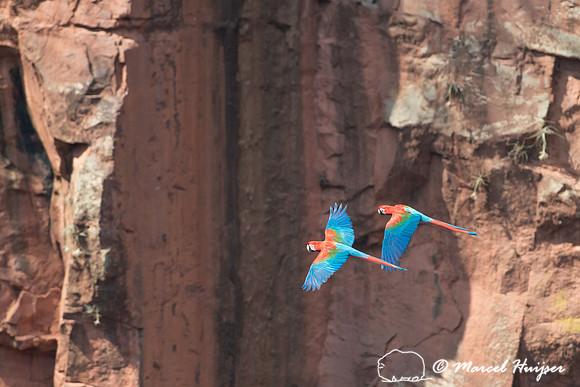 Red-and-green macaw (Ara chloropterus), Mato Grosso do Sul, Braz