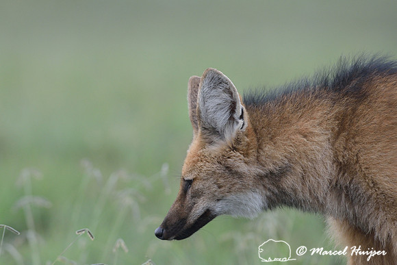 Maned wolf (Chrysocyon brachyurus), Parque Nacional da Serra da Canastra, Minas Gerais, Brazil