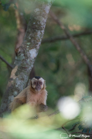 Black-capped capuchin (Sapajus apella), Mato Grosso do Sul, Braz