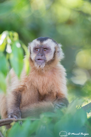 Black-capped capuchin (Sapajus apella), Mato Grosso do Sul, Braz