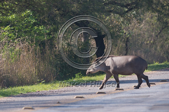 South American tapir (Tapirus terrestris) crossing the highway,