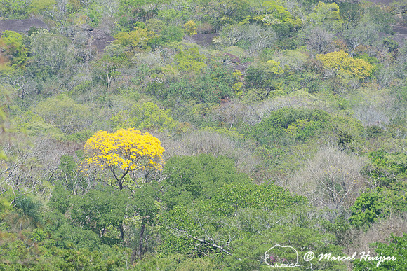 Golden Trumpet Tree (Handroanthus albus), Mato Grosso do Sul, Br