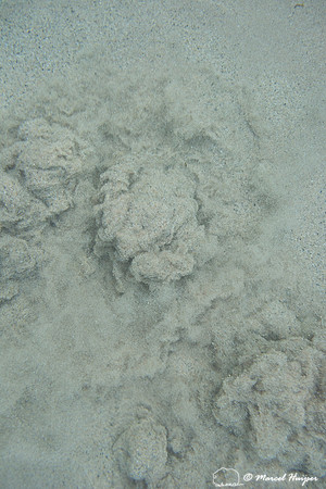 Snorkeling in Rio da Prata, Bonito, Mato Grosso do Sul, Brazil