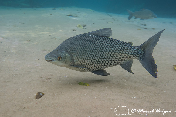 Snorkeling in Rio da Prata, Bonito, Mato Grosso do Sul, Brazil