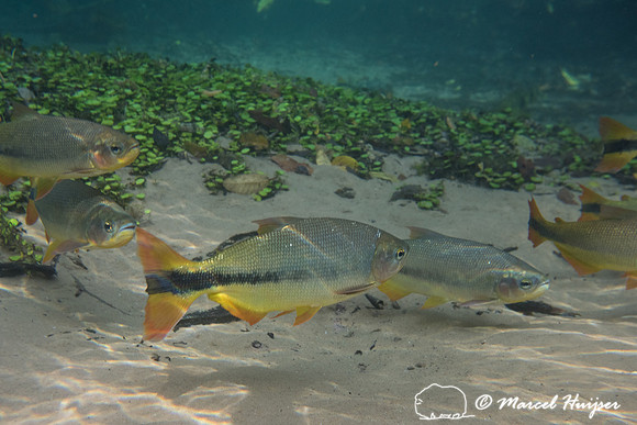 Snorkeling in Rio da Prata, Bonito, Mato Grosso do Sul, Brazil
