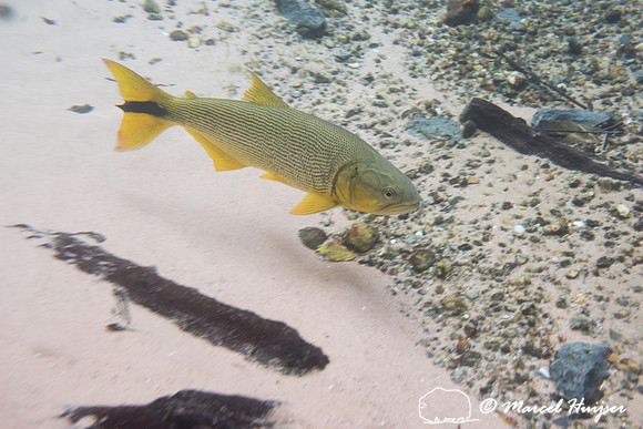 Snorkeling in Rio da Prata, Bonito, Mato Grosso do Sul, Brazil