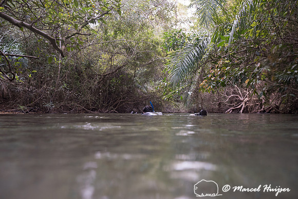 Snorkeling in Rio da Prata, Bonito, Mato Grosso do Sul, Brazil