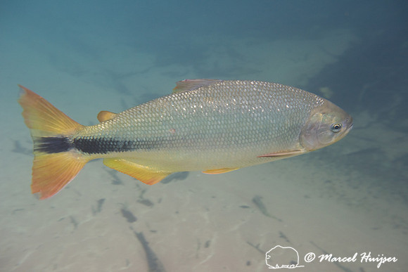 Snorkeling in Rio da Prata, Bonito, Mato Grosso do Sul, Brazil