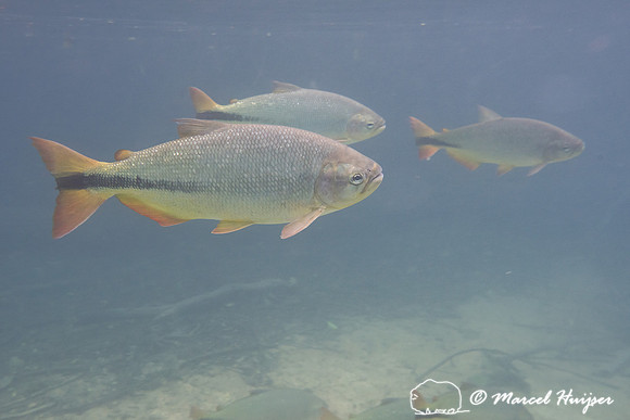 Snorkeling in Rio da Prata, Bonito, Mato Grosso do Sul, Brazil