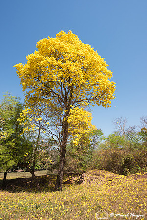 Golden Trumpet Tree (Handroanthus albus), Mato Grosso do Sul, Br