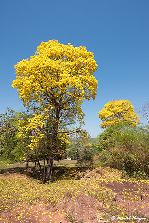 Golden Trumpet Tree (Handroanthus albus), Mato Grosso do Sul, Br