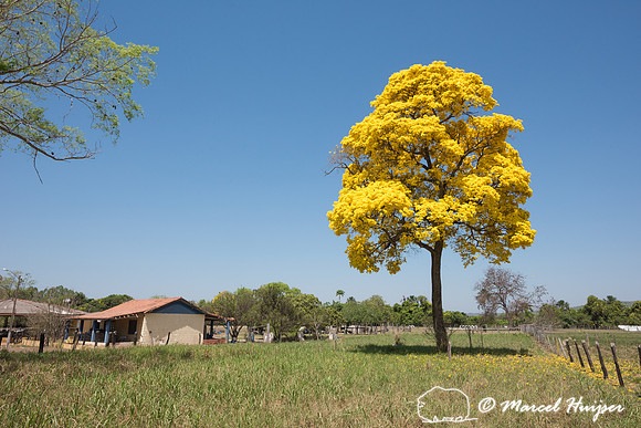 Golden Trumpet Tree (Handroanthus albus), Mato Grosso do Sul, Br