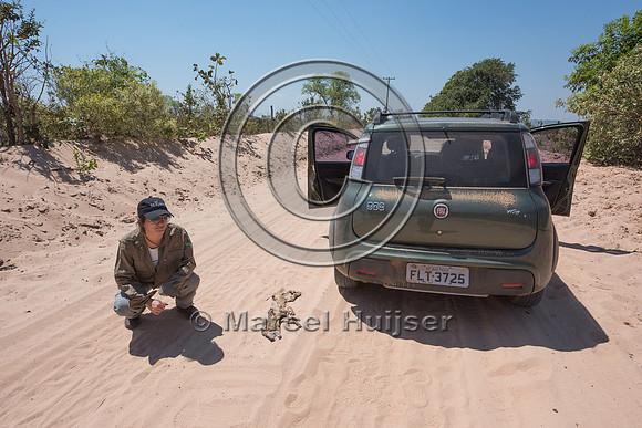 Bruna Oliveira and roadkilled crab-eating fox (Cerdocyon thous)
