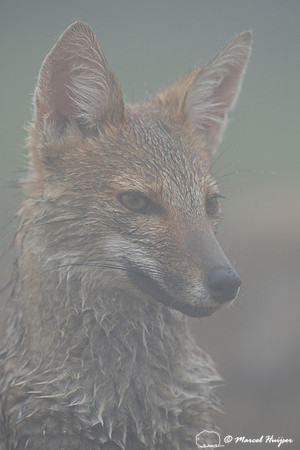 Pampas fox (Lycalopex gymnocercus), Parque Nacional de Aparados da Serra, Rio Grande do Sul, Brazil
