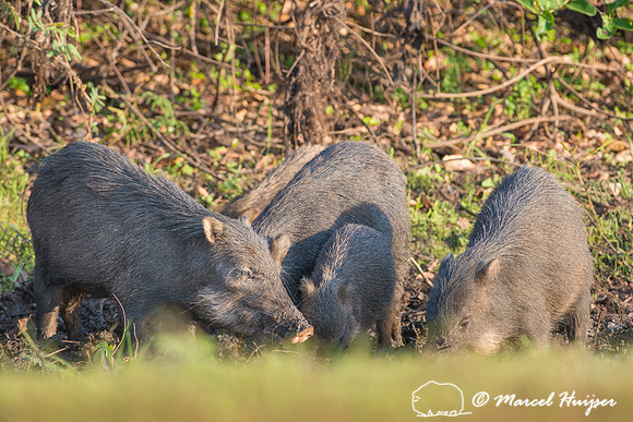 White-lipped peccary (Tayassu pecari), Rio Negro, Mato Grosso do