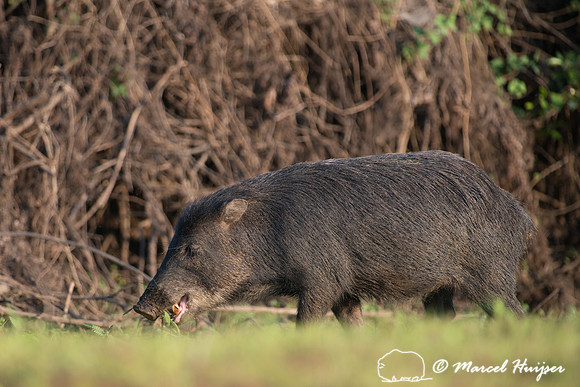 White-lipped peccary (Tayassu pecari), Rio Negro, Mato Grosso do