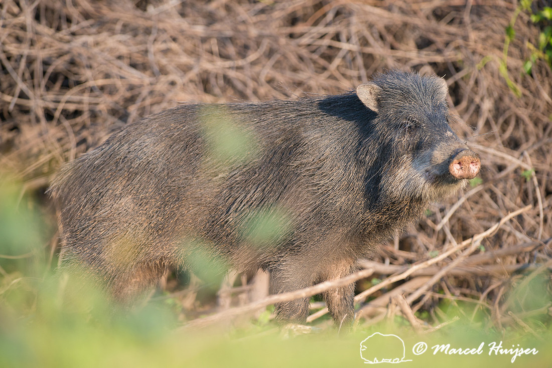 White-lipped peccary (Tayassu pecari), Rio Negro, Mato Grosso do