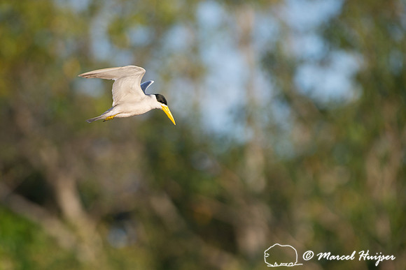 Large-billed tern (Phaetusa simplex), Rio Negro, Pantanal, Mato