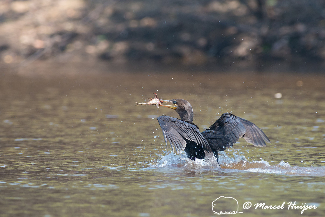 Neotropic cormorant(Phalacrocorax brasilianus), Rio Negro, Panta