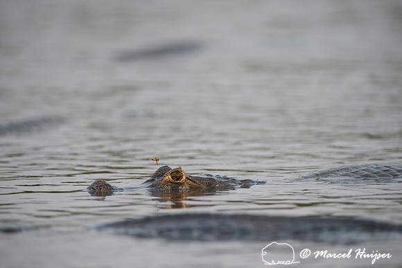 Yacare caiman (Caiman yacare), Rio Negro, Pantanal, Mato Grosso