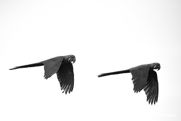 Hyacinth macaw (Anodorhynchus hyacinthinus), Rio Negro, Pantanal
