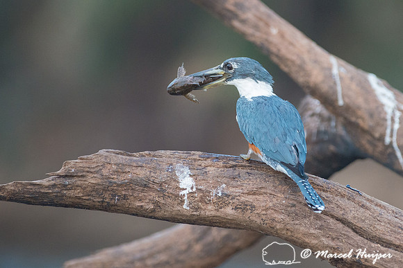 Ringed kingfisher (Megaceryle torquata), Rio Negro, Pantanal, Ma