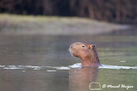 Capybara (Hydrochoerus hydrochaeris), Rio Negro, Pantanal, Mato