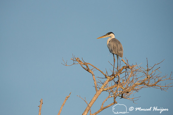 Cocoi heron (Ardea cocoi), Rio Negro, Pantanal, Mato Grosso do S