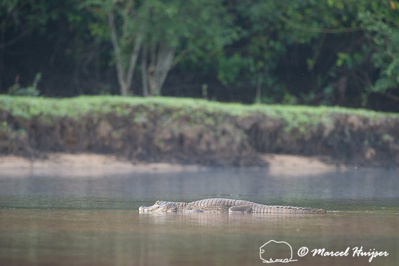 Yacare caiman (Caiman yacare), Rio Negro, Pantanal, Mato Grosso