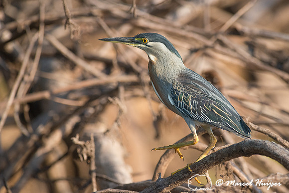 Striated heron (Butorides striata), Rio Negro, Pantanal, Mato Gr