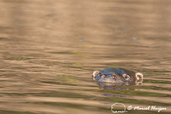 Rio Negro, Pantanal, Mato Grosso do Sul, Brazil