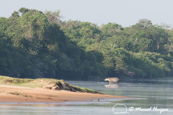 South American tapir (Tapirus terrestris), Rio Negro, Pantanal,