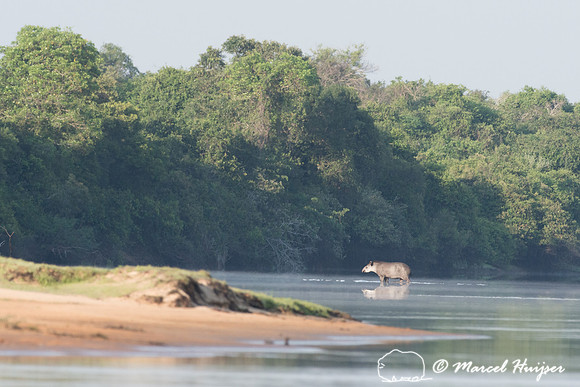 South American tapir (Tapirus terrestris), Rio Negro, Pantanal,