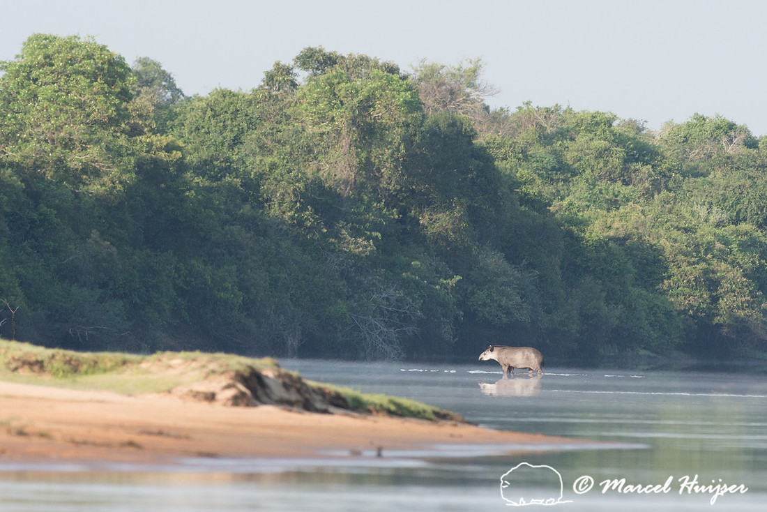 South American tapir (Tapirus terrestris), Rio Negro, Pantanal,