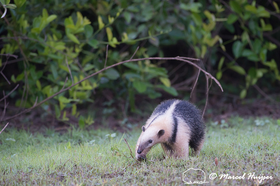 Southern tamandua (Tamandua tetradactyla), Rio Negro, Pantanal,