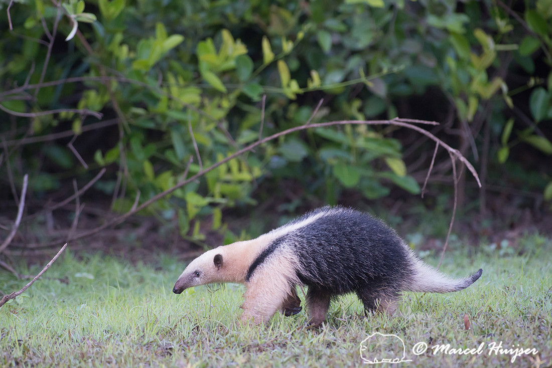 Southern tamandua (Tamandua tetradactyla), Rio Negro, Pantanal,