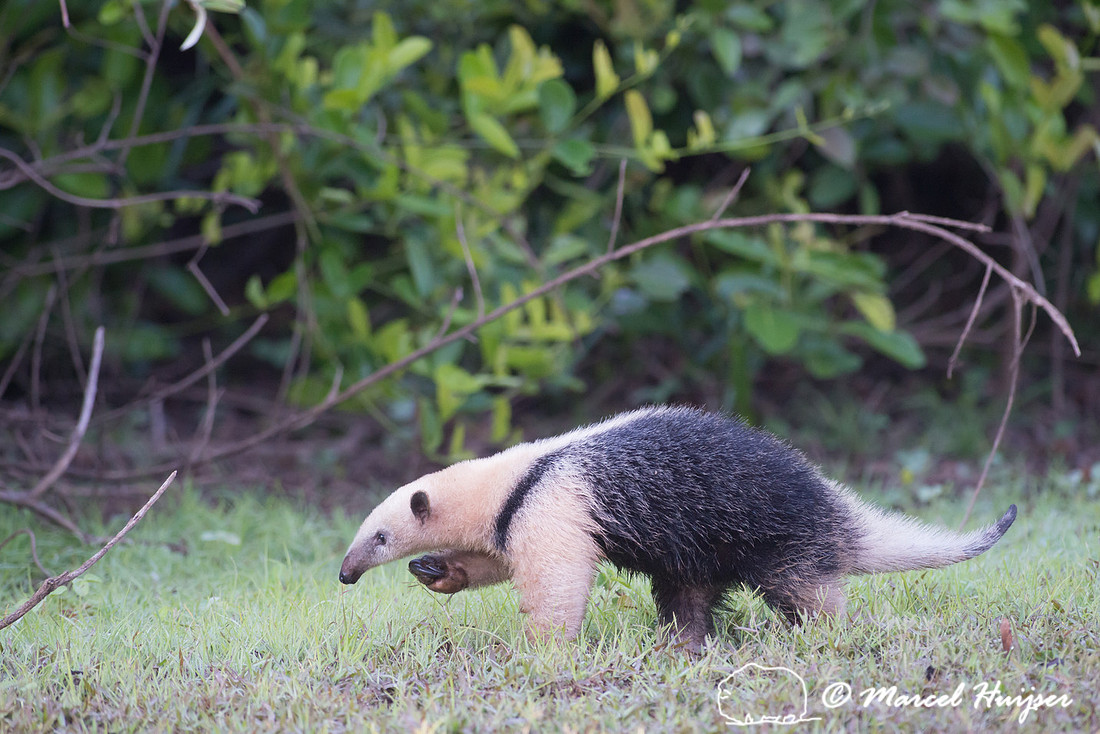 Southern tamandua (Tamandua tetradactyla), Rio Negro, Pantanal,