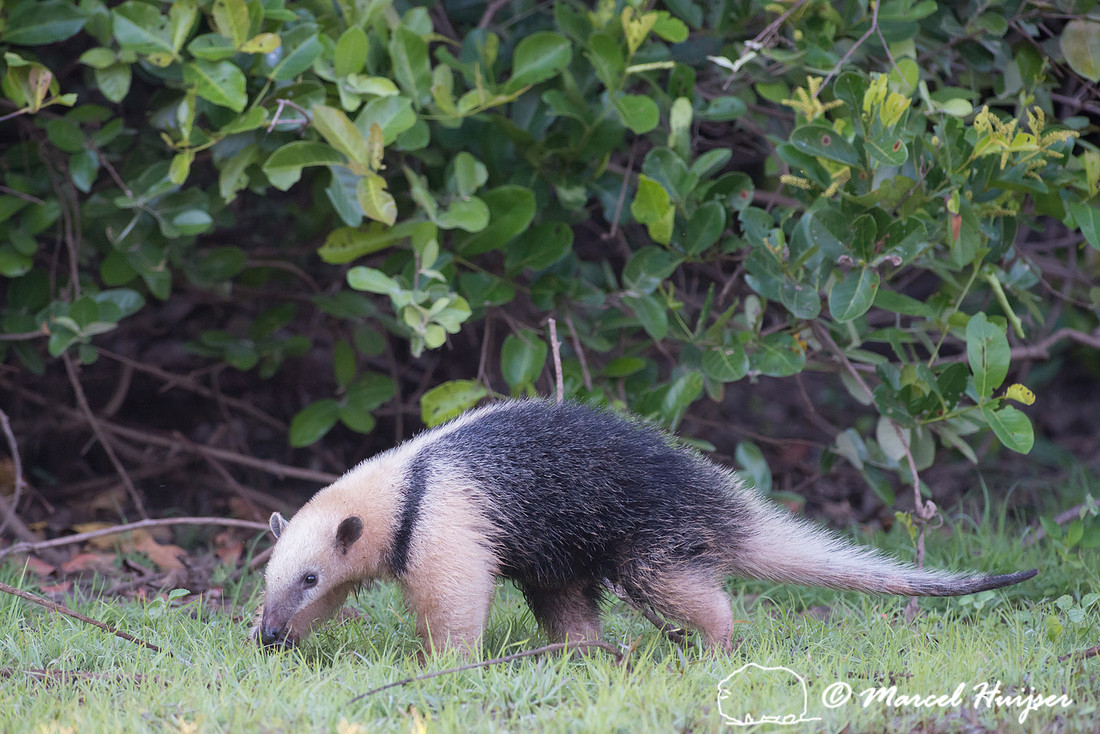 Southern tamandua (Tamandua tetradactyla), Rio Negro, Pantanal,