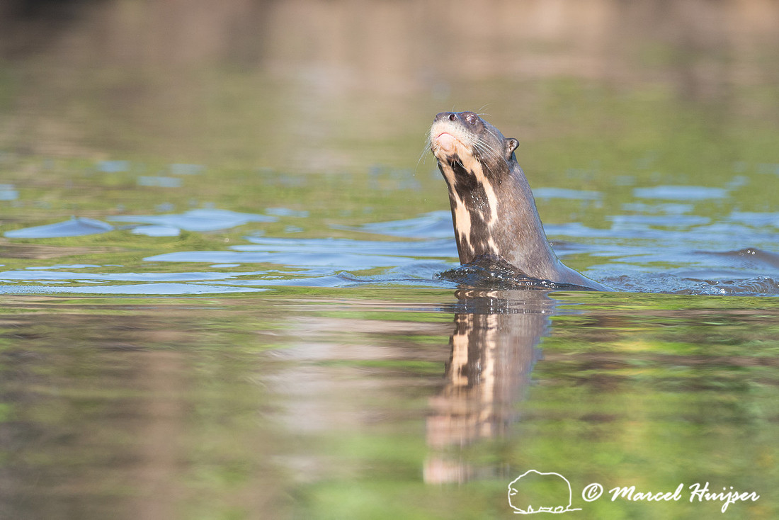 Giant river otter (Pteronura brasiliensis), Rio Negro, Pantanal,