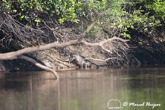 Giant river otter (Pteronura brasiliensis), Rio Negro, Pantanal,