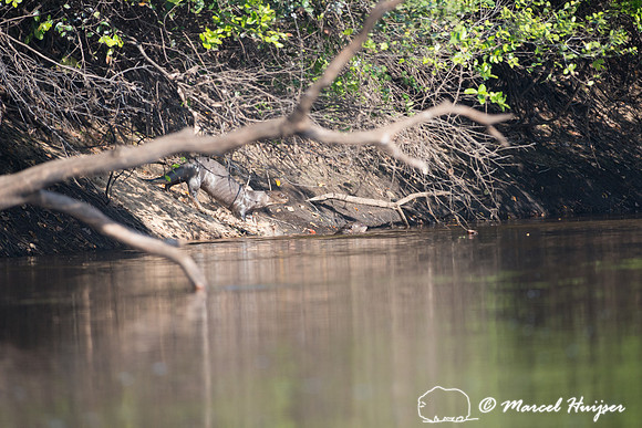 Giant river otter (Pteronura brasiliensis), Rio Negro, Pantanal,