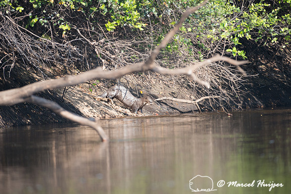 Giant river otter (Pteronura brasiliensis), Rio Negro, Pantanal,