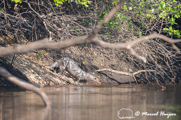 Giant river otter (Pteronura brasiliensis), Rio Negro, Pantanal,