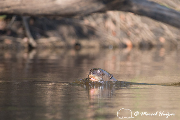Giant river otter (Pteronura brasiliensis), Rio Negro, Pantanal,